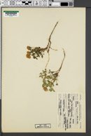 Image of Trifolium latifolium