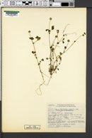 Image of Trifolium macrocephalum