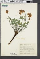 Image of Trifolium macilentum