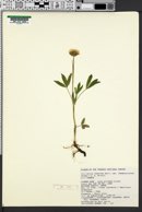 Trifolium longipes var. pedunculatum image