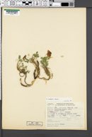Image of Trifolium haydenii