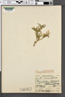 Glossopetalon spinescens var. spinescens image