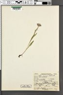 Symphyotrichum spathulatum var. spathulatum image