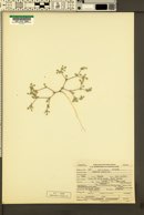 Tiquilia nuttallii image