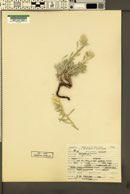 Cryptantha echinoides image