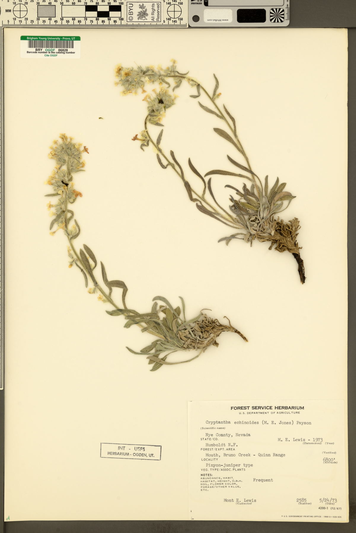 Cryptantha echinoides image