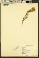 Oreocarya flava image