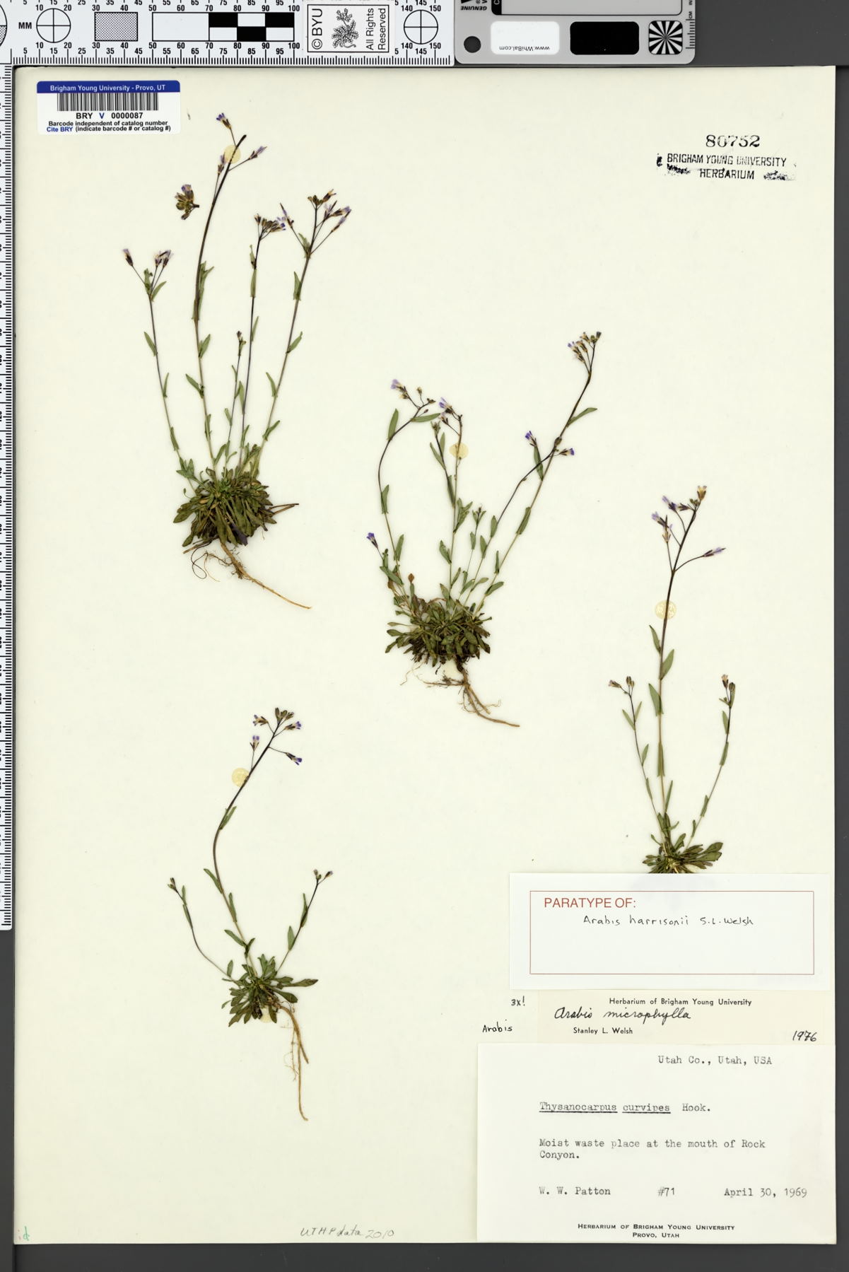 Arabis harrisonii image