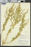 Atriplex garrettii image