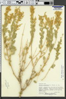 Atriplex garrettii image