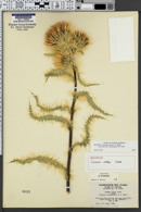 Cirsium clokeyi image