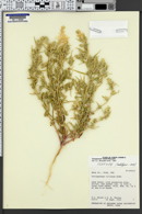 Corispermum welshii image