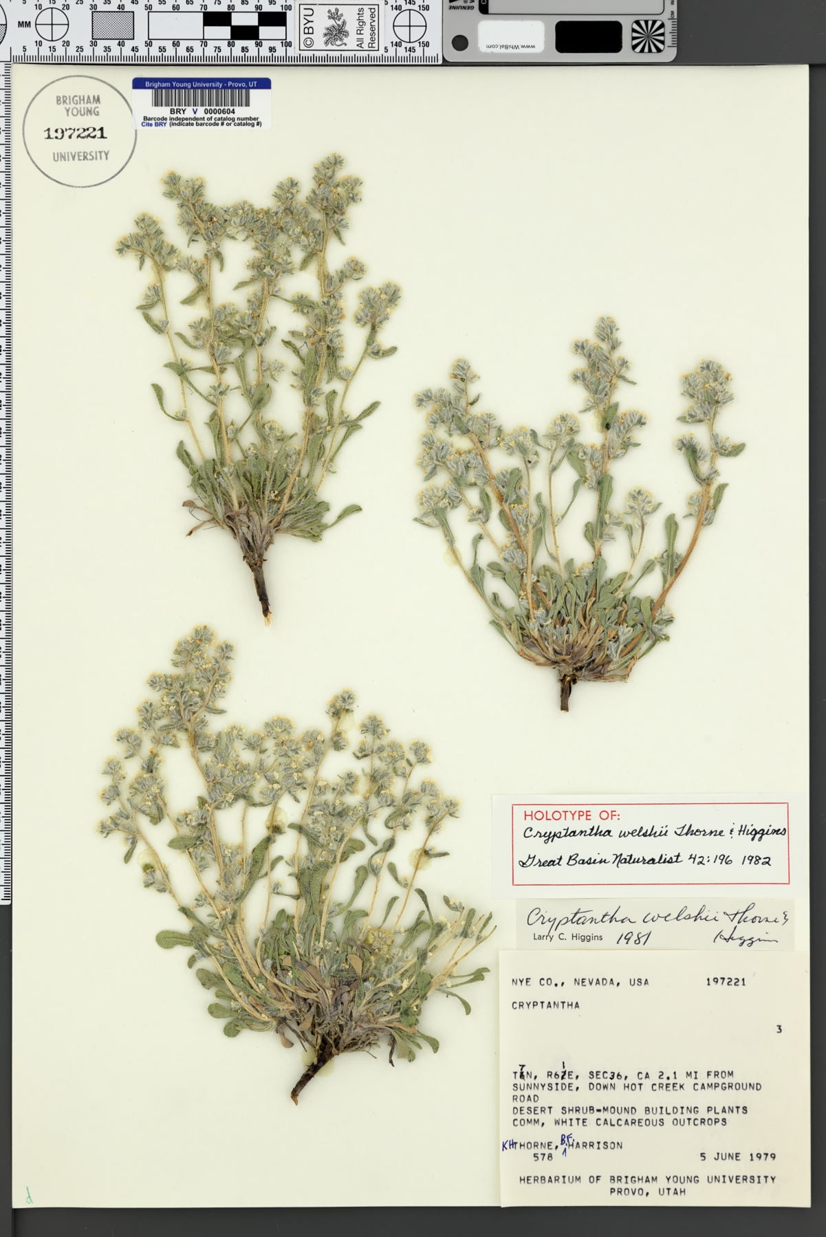 Oreocarya welshii image