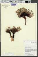 Eriogonum lachnogynum image