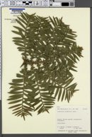 Araucaria bidwillii image