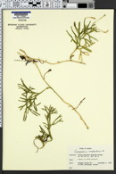 Diphasiastrum complanatum image