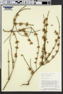 Ephedra torreyana image