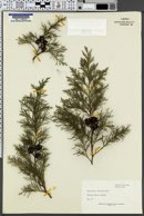 Cupressus sempervirens image