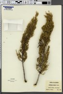 Cupressus bakeri image