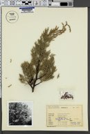 Cupressus arizonica image