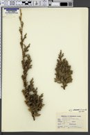 Juniperus chinensis image