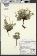 Oreocarya atwoodii image