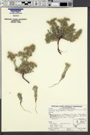 Oreocarya atwoodii image