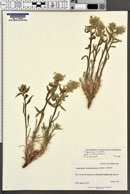 Cryptantha fulvocanescens image