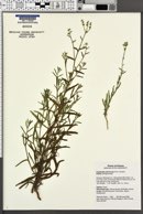 Cryptantha pterocarya image