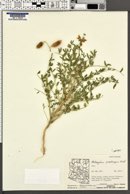 Astragalus praelongus image