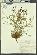 Astragalus preussii image