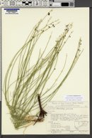 Ladeania juncea image