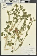 Sphaeralcea parvifolia image