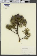 Juniperus occidentalis image