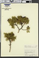 Juniperus osteosperma image