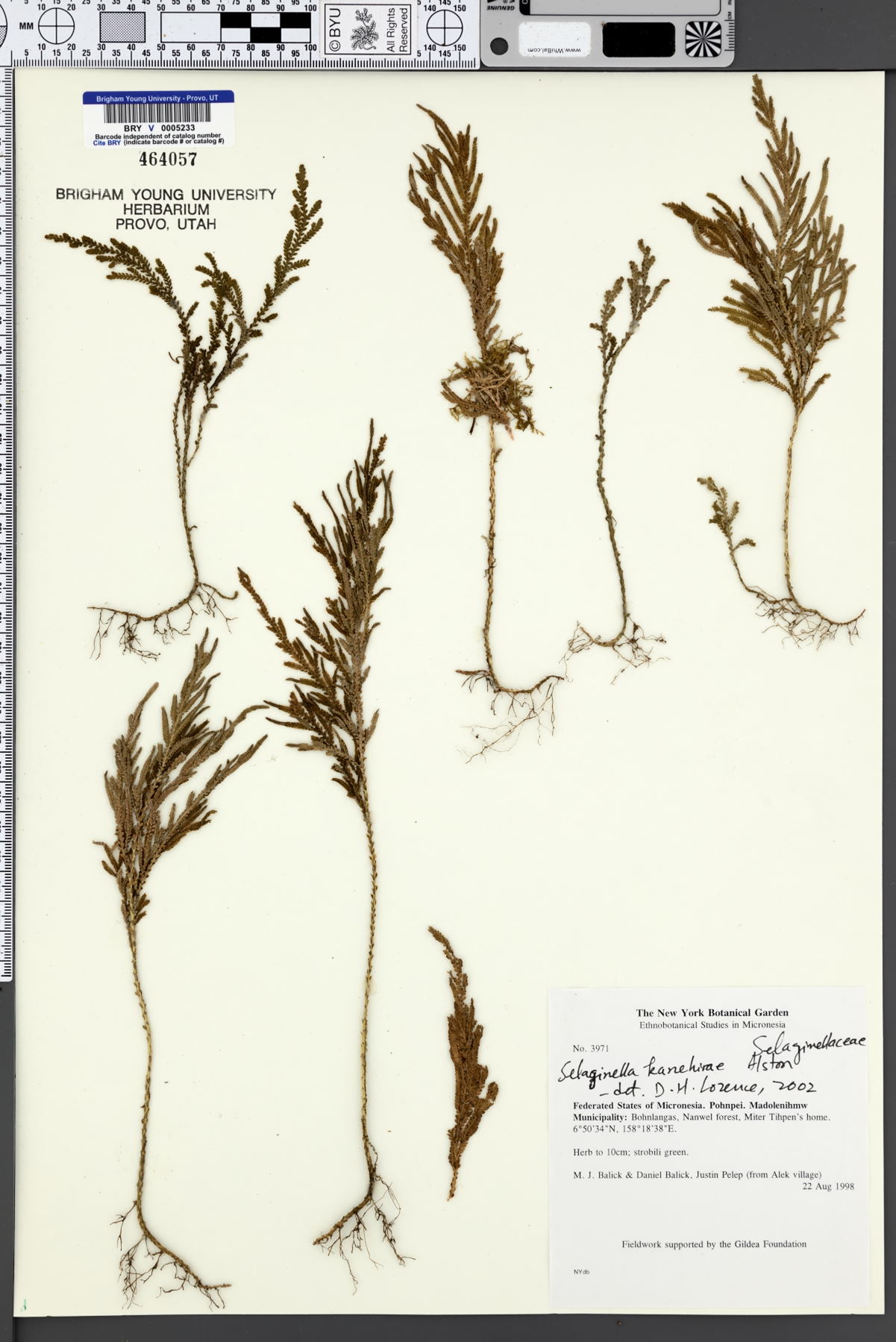 Selaginella kanehirae image