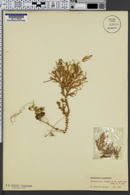 Selaginella willdenowii image