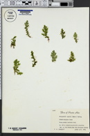 Selaginella tenella image