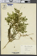 Selaginella krugii image