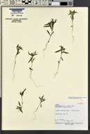 Collomia wilkenii image