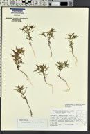 Collomia wilkenii image