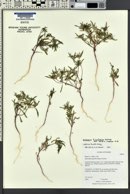 Collomia tinctoria image