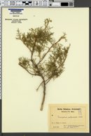 Juniperus polycarpos image