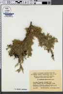 Juniperus seravschanica image