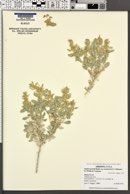 Atriplex garrettii image