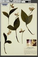 Cypripedium guttatum image