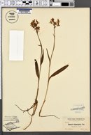 Platanthera blephariglottis image