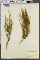 Ephedra viridis image