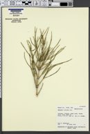 Ephedra viridis image