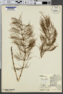 Equisetum sylvaticum var. multiramosum image